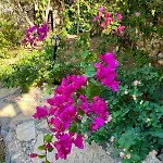 Zeytin