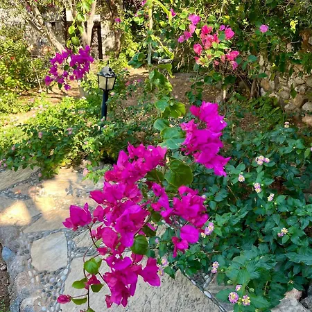 Zeytin